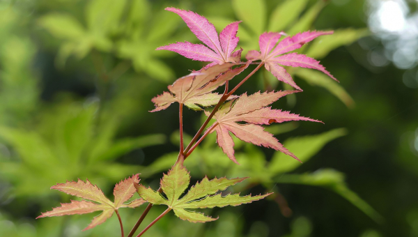 Menopauza – czas zmian